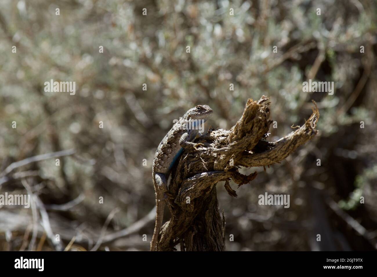 Eidechsen bei Smith Rock, Oregon Stockfoto
