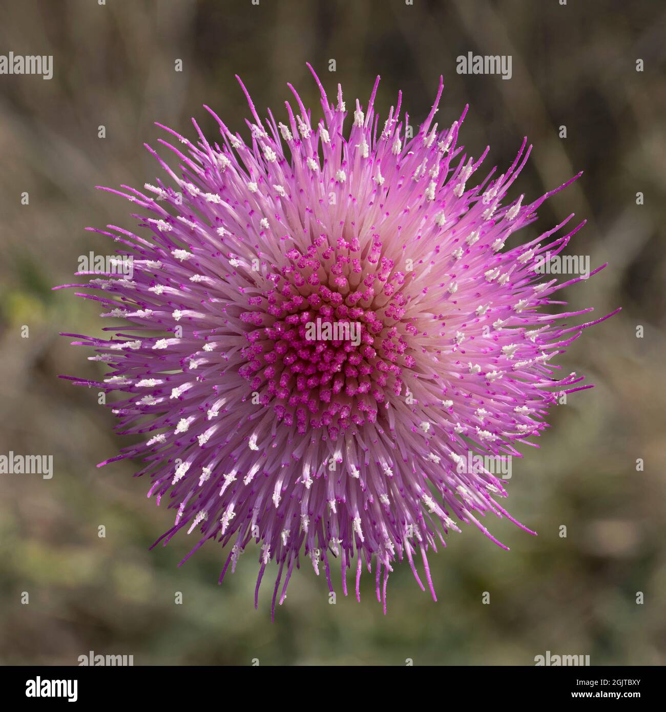 New Mexico Thistle in voller Blüte. Stockfoto