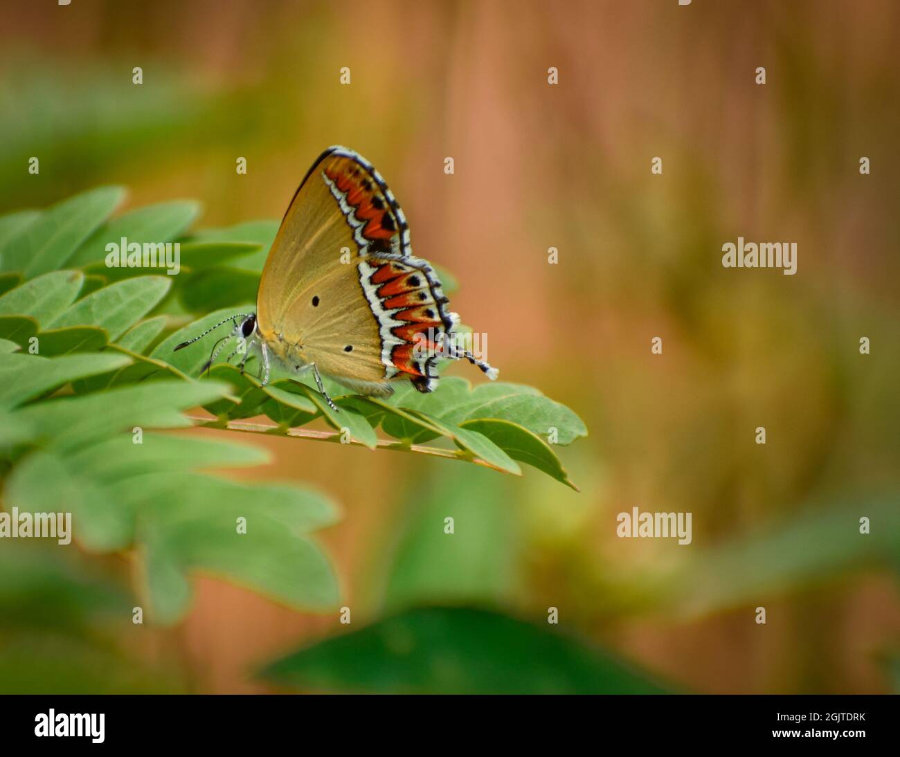 Nahaufnahme eines schönen Schmetterlings auf dem Blatt.Sauerampfer-Saphir ( Heliophorus sena ). Stockfoto