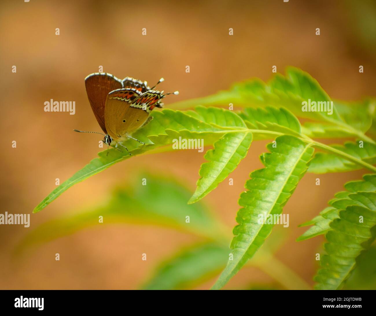 Nahaufnahme eines schönen Schmetterlings auf dem Blatt.Sauerampfer-Saphir ( Heliophorus sena ). Stockfoto