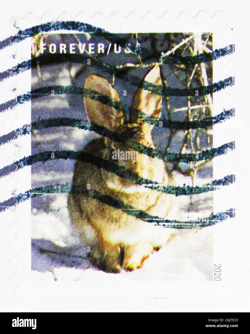 MOSKAU, RUSSLAND - 09. JUNI 2021: In den USA gedruckte Briefmarke zeigt Cottontail Rabbit (Sylvilagus sp.), Winterszenen (2020) Serie, um 2020 Stockfoto