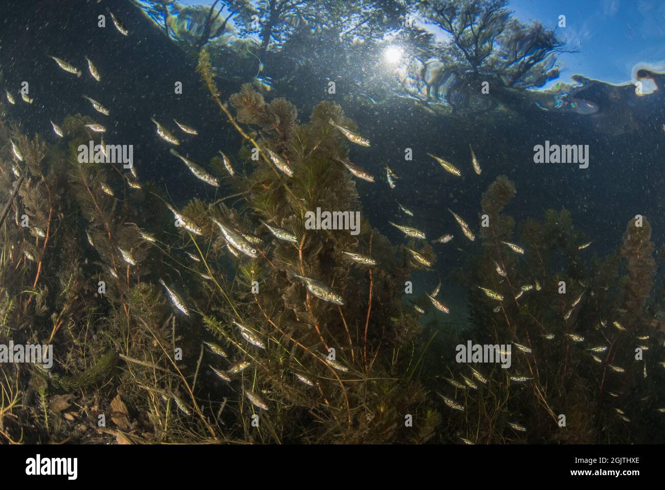 Dreistachelige Stichlinge (Gasterosteus aculeatus) schwärmen in einem Süßwasser-kalifornischen Fluss, die Fische sammeln sich in den Untiefen an. Stockfoto