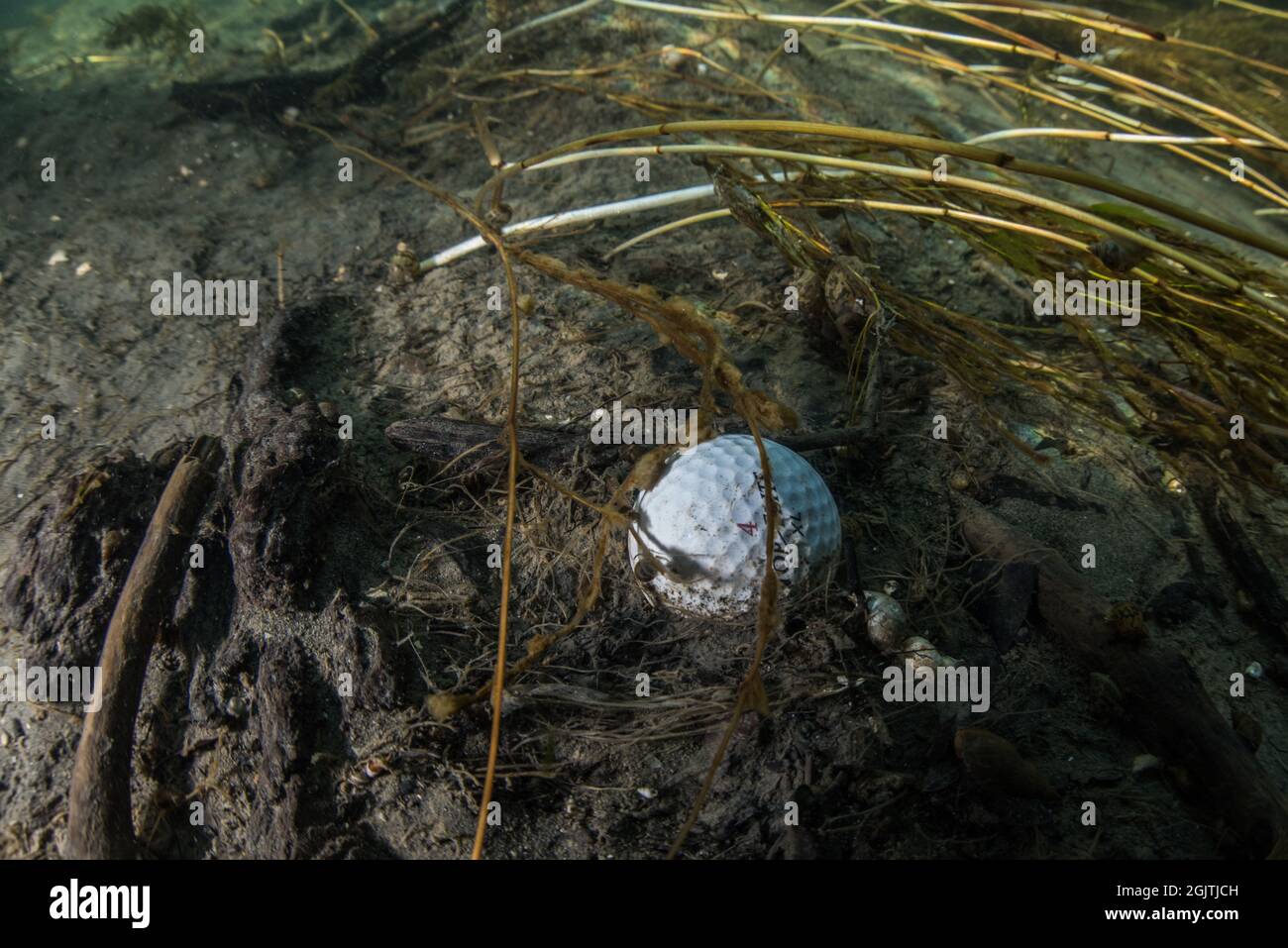 Eine untergetauchte Unterwassergolfkugel, die auf dem Grund eines Teiches sitzt. Stockfoto