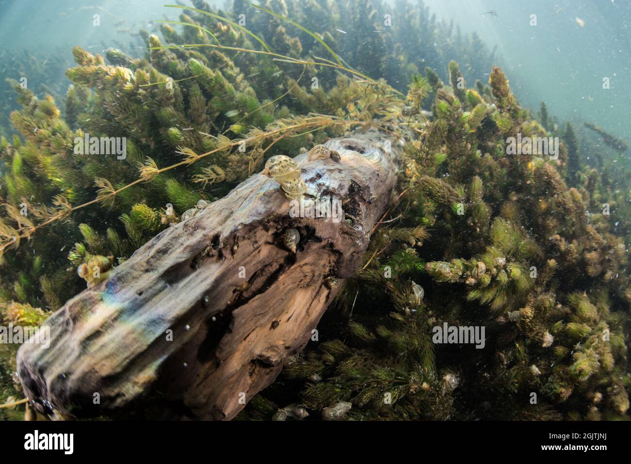 Eine Unterwasseransicht untergetauchte Baumstamm mit großen Ohrradien Schnecken auf sie in einem Süßwasser Kalifornien Fluss. Stockfoto