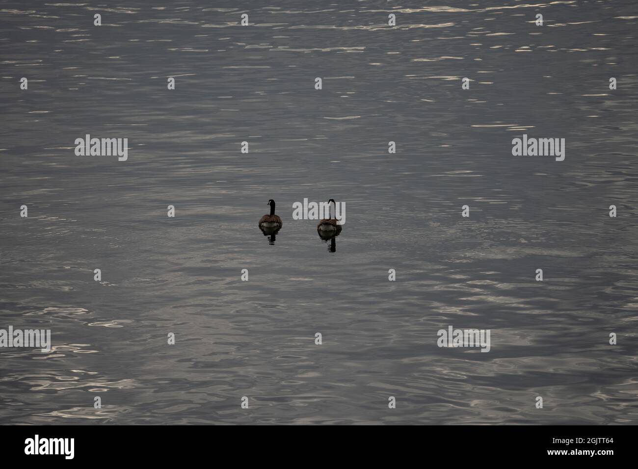 2 kanadiaqn Gans auf Wasser Reflexion. Dunkler Hintergrund, hochauflösender Hintergrund der dunklen Wasseroberfläche, Hauptfluss Stockfoto
