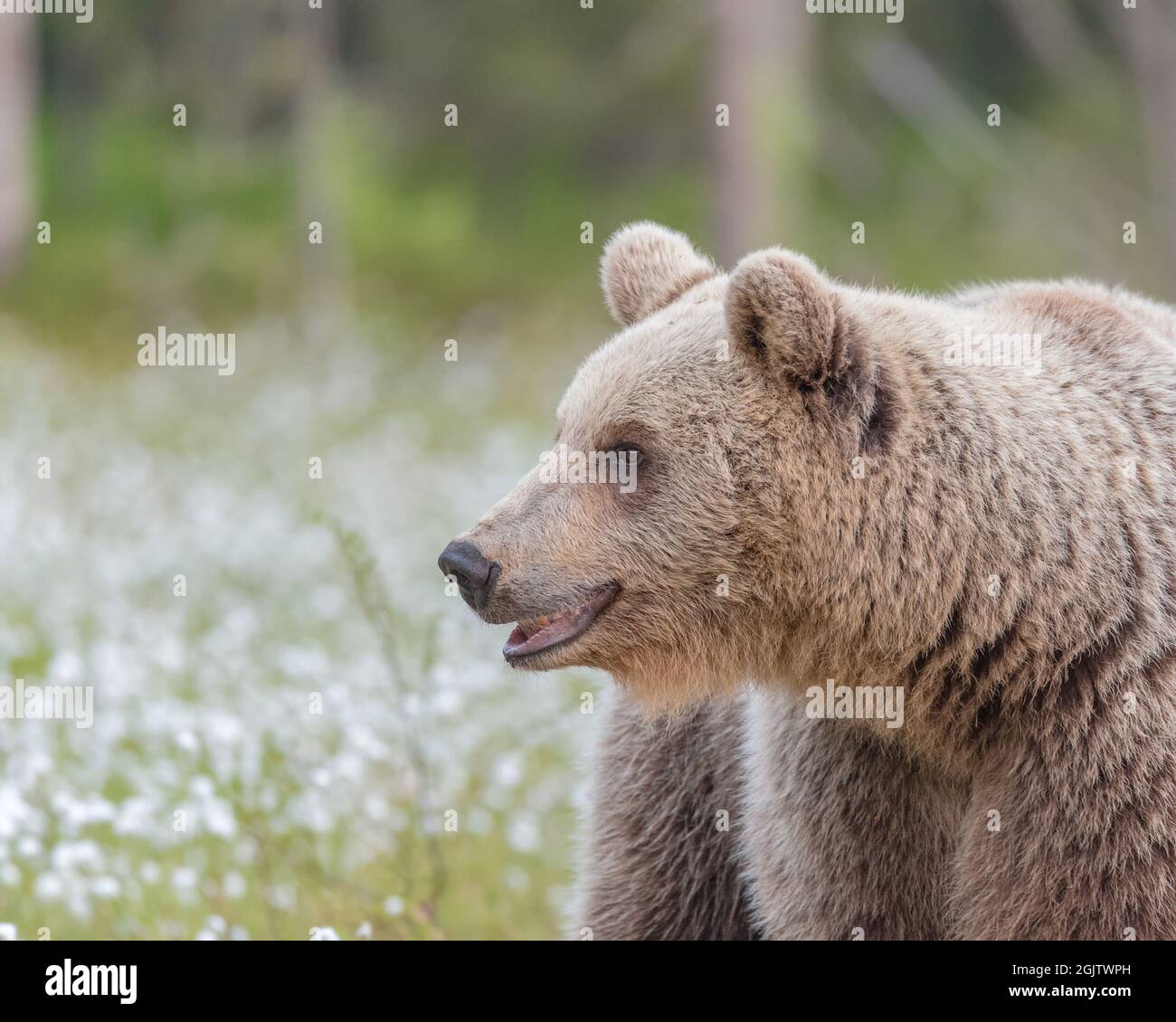 Nahaufnahme eines Braunbären, der mit Baumwollgras auf einer finnischen Wiese läuft Stockfoto