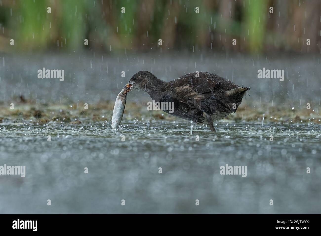 Nahaufnahme und niedriges Foto einer jungen Moorhuhn, Gallinula chloropus, wie sie einen Fisch fängt. Das Wetter ist starker Regen auf dem Wasser gesehen Stockfoto