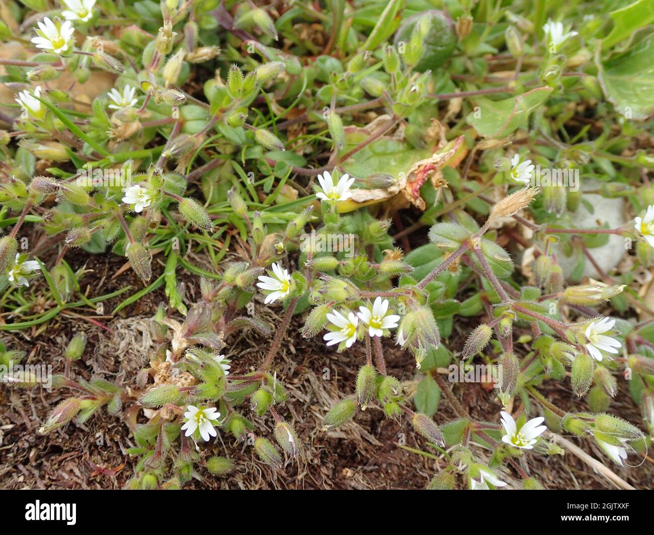Gemeinsamen Hornkraut Stockfoto