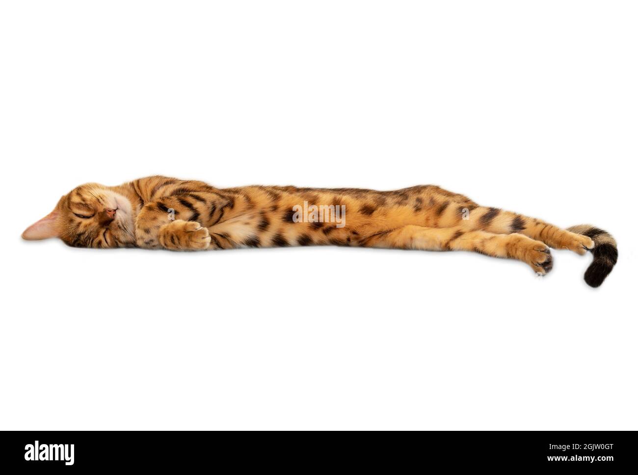 Schlafende bengalkatze in vollem Wachstum isoliert auf weißem Hintergrund Stockfoto