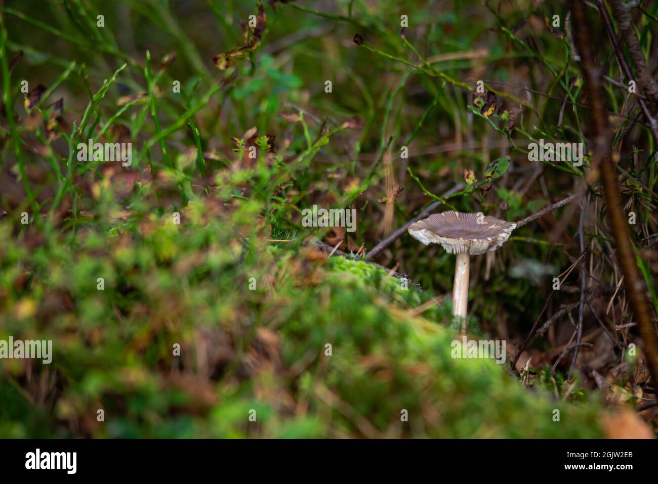 Pilz mit Herbstlaub Herbstlicher Naturwald Saisonale Konzeptansicht vom Boden aus Stockfoto