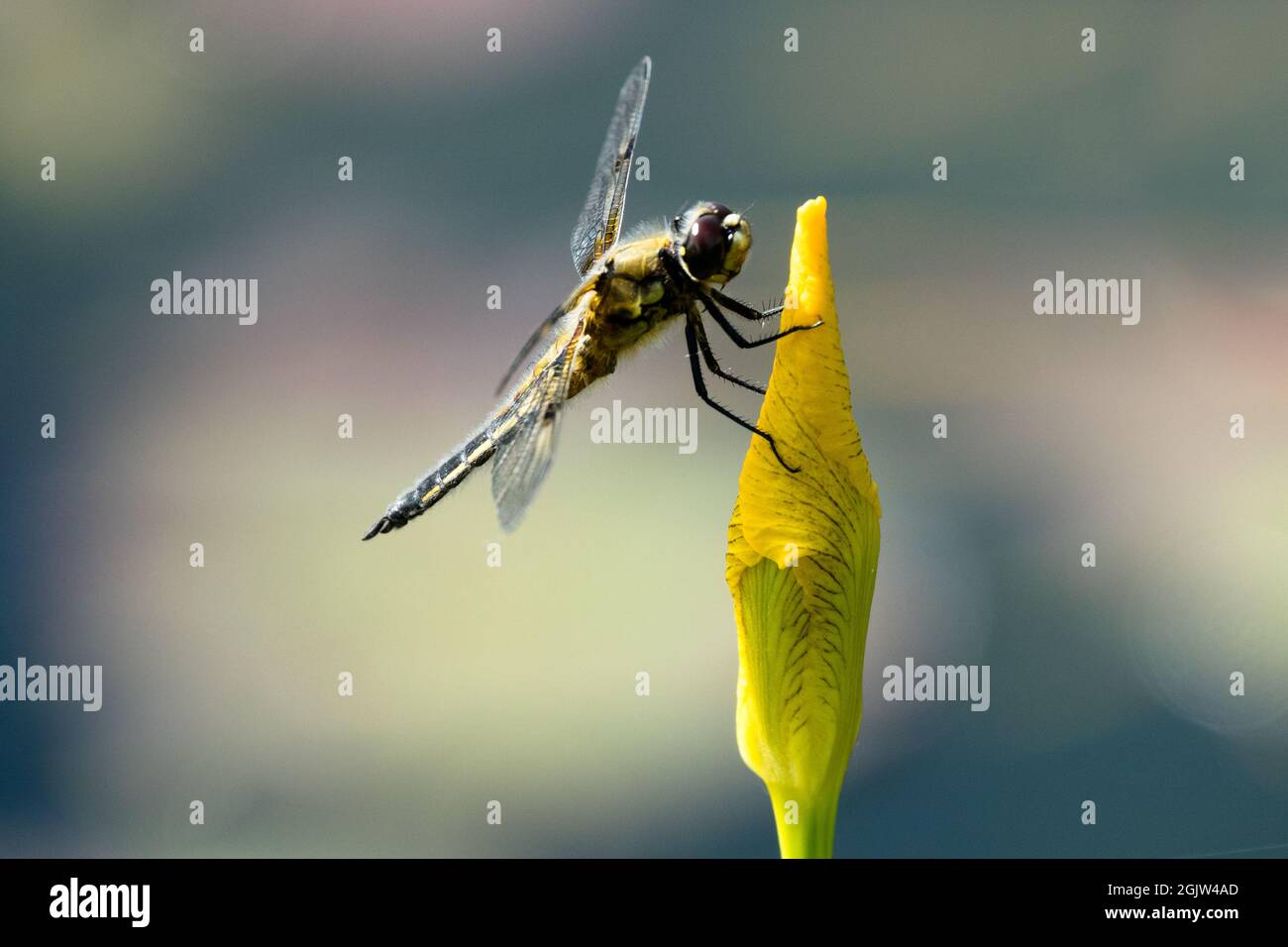 Hoch sitzende Libelle Blume vierfleckiger Jagdjäger auf Blume Iris Libelle auf Blume sitzend sitzend auf einer Blume sitzend vier gepunktete Insekten sitzend sitzend Stockfoto