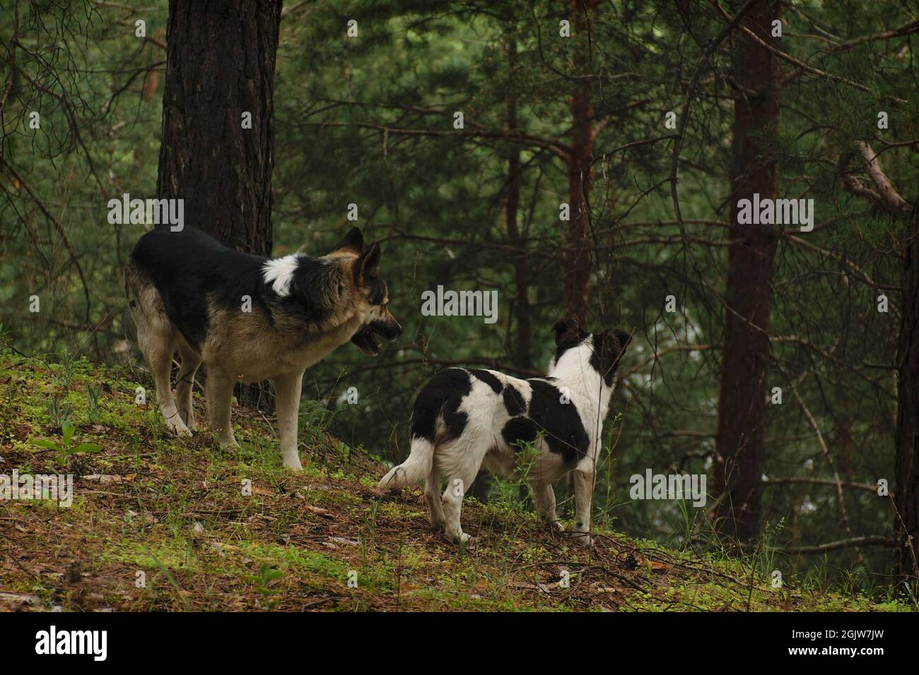 Hunde für einen Spaziergang in einem Pinienwald Stockfoto