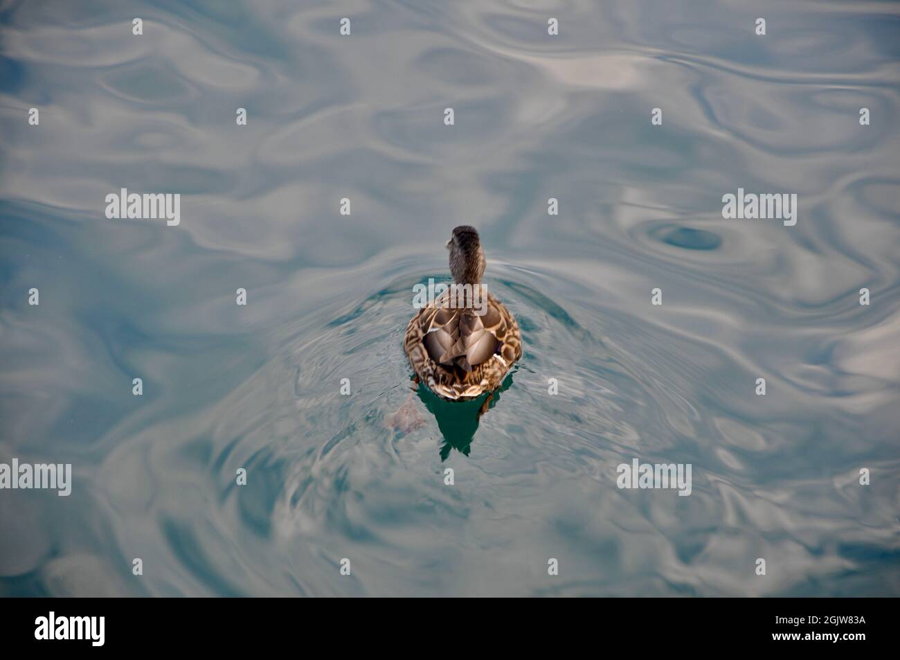 Ente schwimmt auf dem blauen Wasser der Adria aus nächster Nähe. Weibliche Stockente, die auf dem Wasser schwimmt. Stockfoto