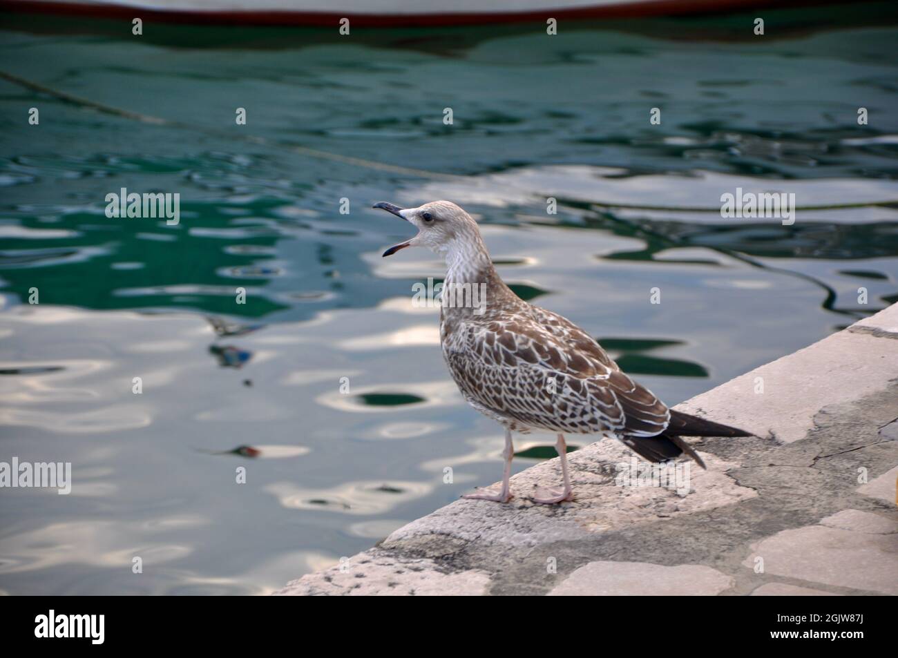 Möwe mit offenem Mund und Zunge schreiend auf dem Hafen von Rijeka, Kroatien Stockfoto Möwe mit offenem Mund und Zunge schreiend auf dem Hafen von Rijeka, Kroatien Stockfoto