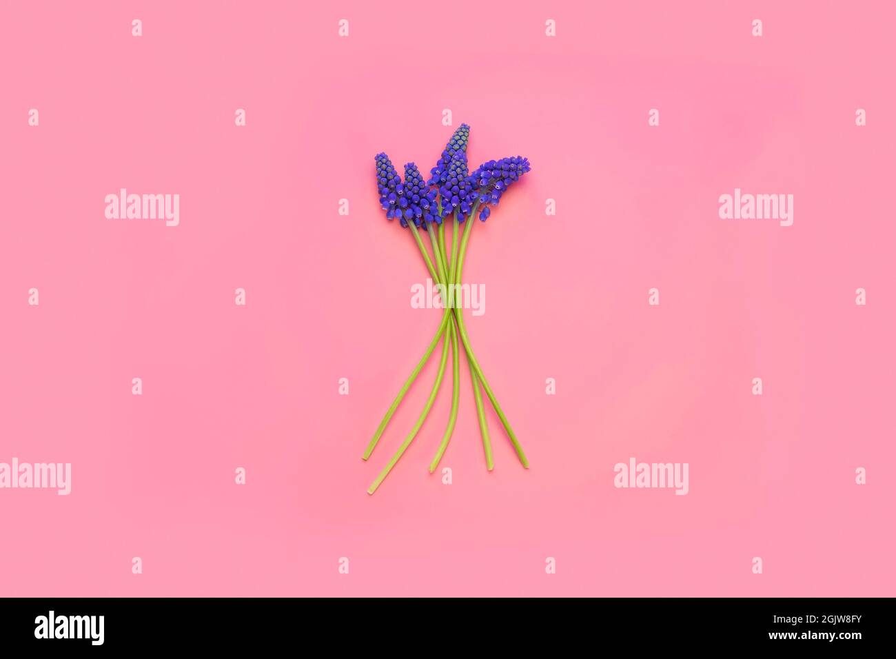 Ein Bouquet aus blauen Hyazinthen auf einem rosa Hintergrund in der Mitte. Stockfoto