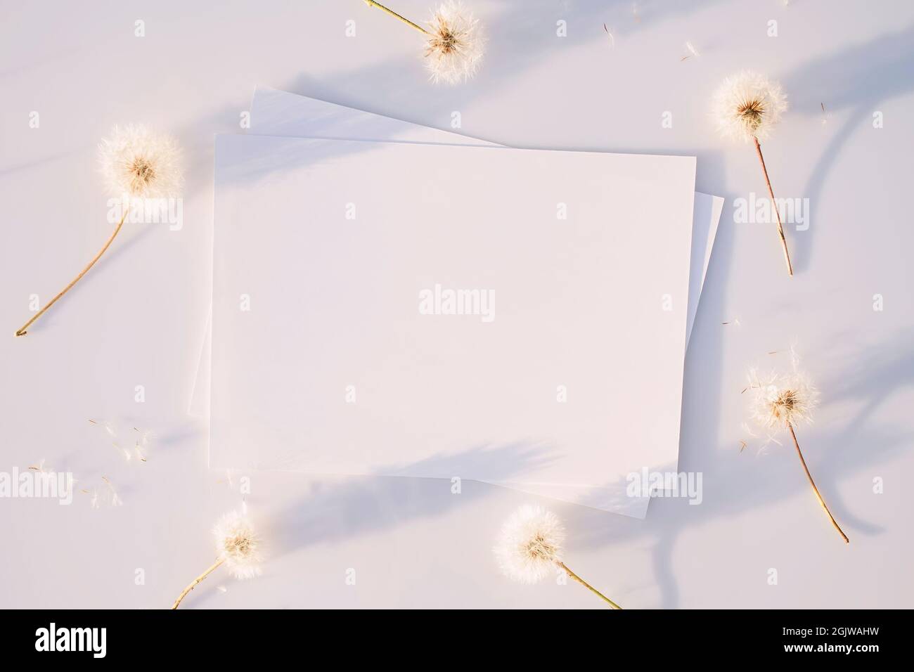 Plakat oder Flyer zur Präsentation, weiße Blätter mit flauschigen, verblassten Dandelionen und Schatten auf grauem Hintergrund bei Sonnenuntergang. Herzlichen Glückwunsch Stockfoto