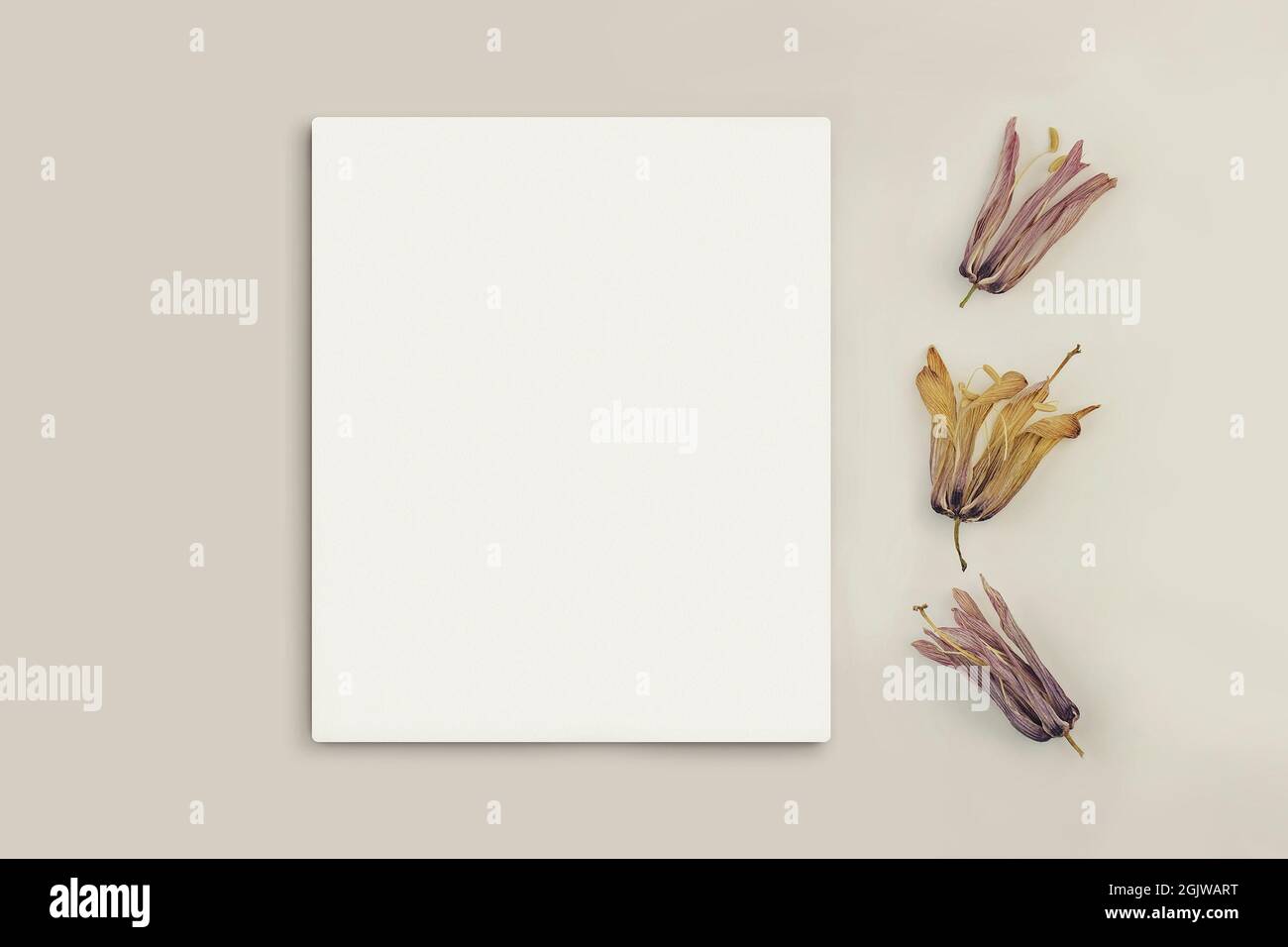 Mockup Poster oder Flyer zur Präsentation, weißes Blatt Papier mit trockenen Blüten von Fritillaria rubra auf grauem Hintergrund. Herzlichen Glückwunsch oder Invation Stockfoto