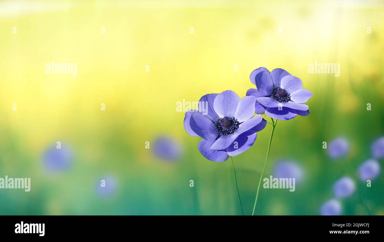 Feld von schönen blauen Blumen .Frühlingslandschaft von Wildblumen. Stockfoto