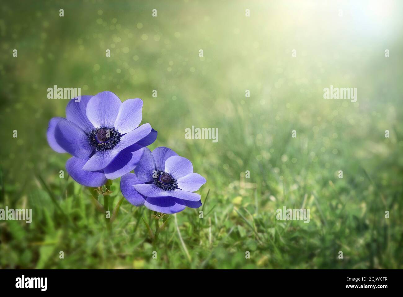 Feld von schönen blauen Blumen .Frühlingslandschaft von Wildblumen. Stockfoto