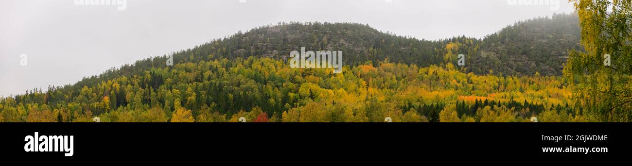 Höga Kusten Hügel mit Wald in Herbstfarben, Schweden Stockfoto