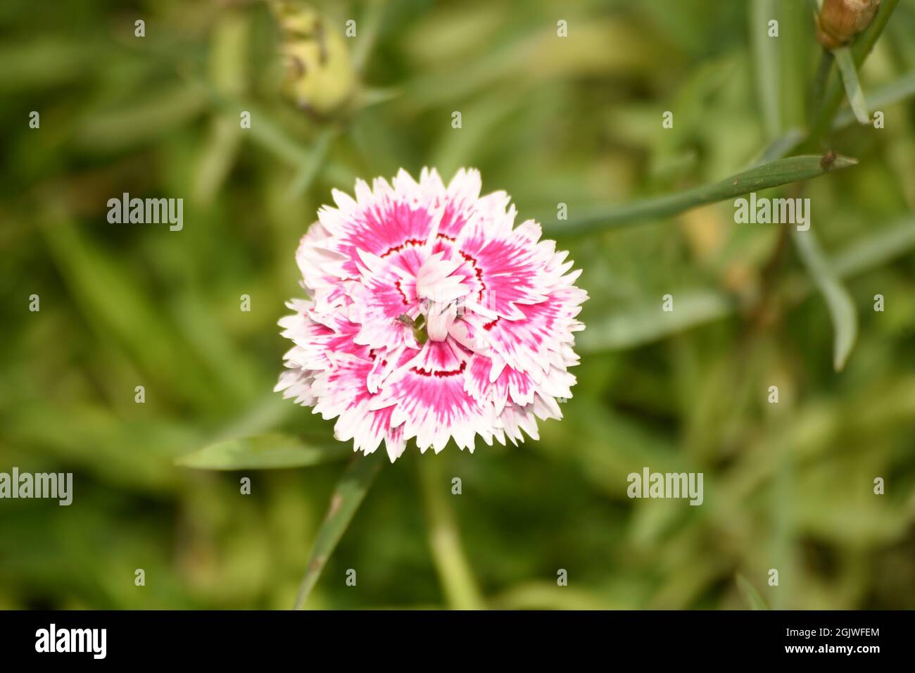 Rote Blume mit selektivem Fokus im Außenbereich Stockfoto