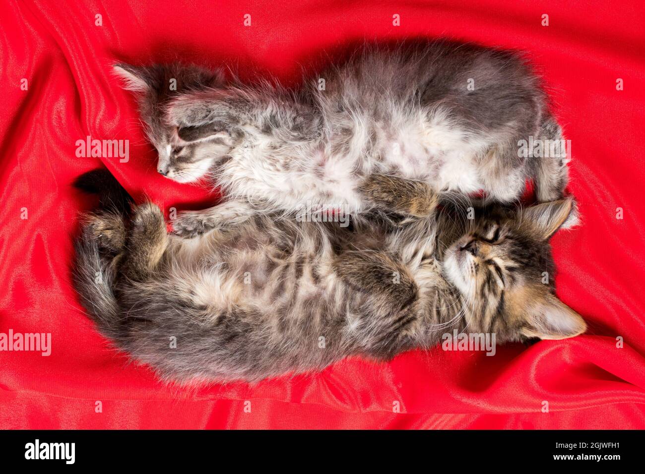 Zwei entzückende Kätzchen liegen und schlafen auf einer roten Decke Draufsicht. Stockfoto