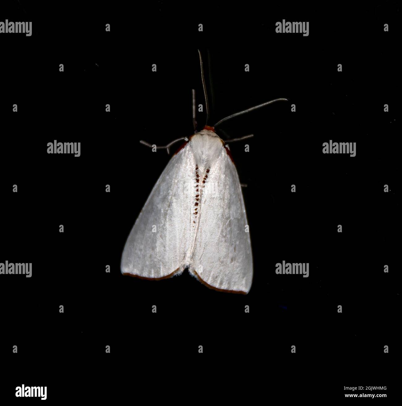 Reine weiße Form des australischen orangenen Satinmotten, Thalaina selenaea. Seidenweiß, orangefarbene Kanten, auf dunklem Fenster. Tamborine Mountain, Queensland. Stockfoto