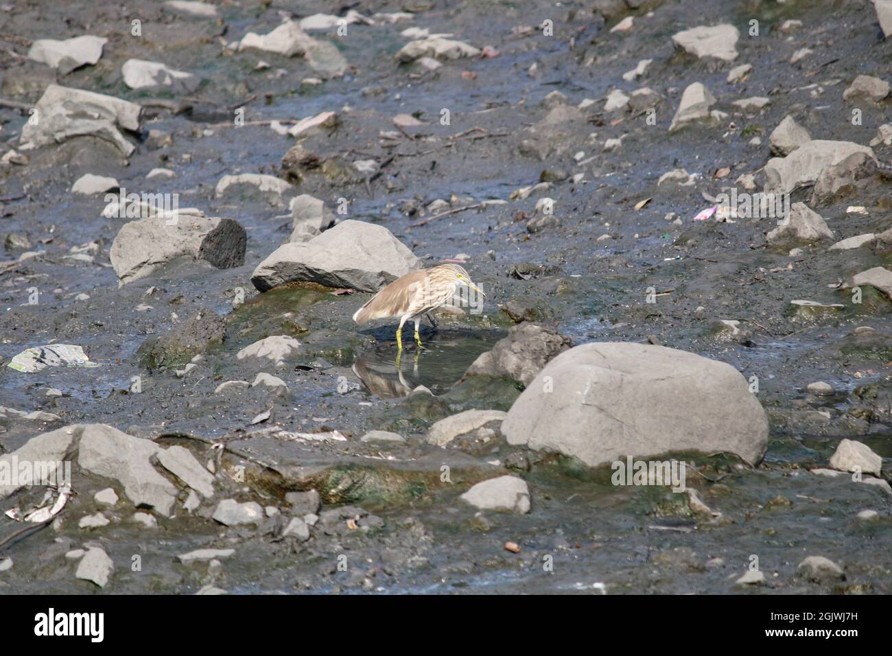 Amerikanische Bittern stehen und starren, Vögel Natur Stockfoto