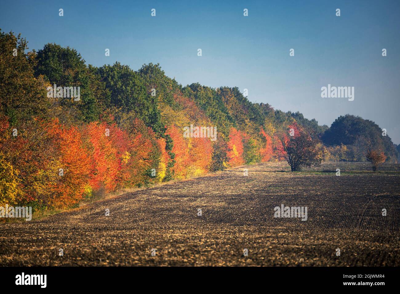 Herbstbäume entlang eines leeren gepflügten Feldes Stockfoto