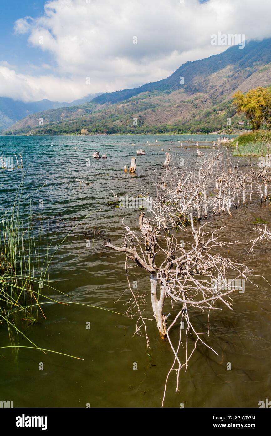 Küste des Atitlan Sees, Guatemala. Steigende Ebenen dieses Sees verursachen das Eintauchen von Bäumen. Stockfoto