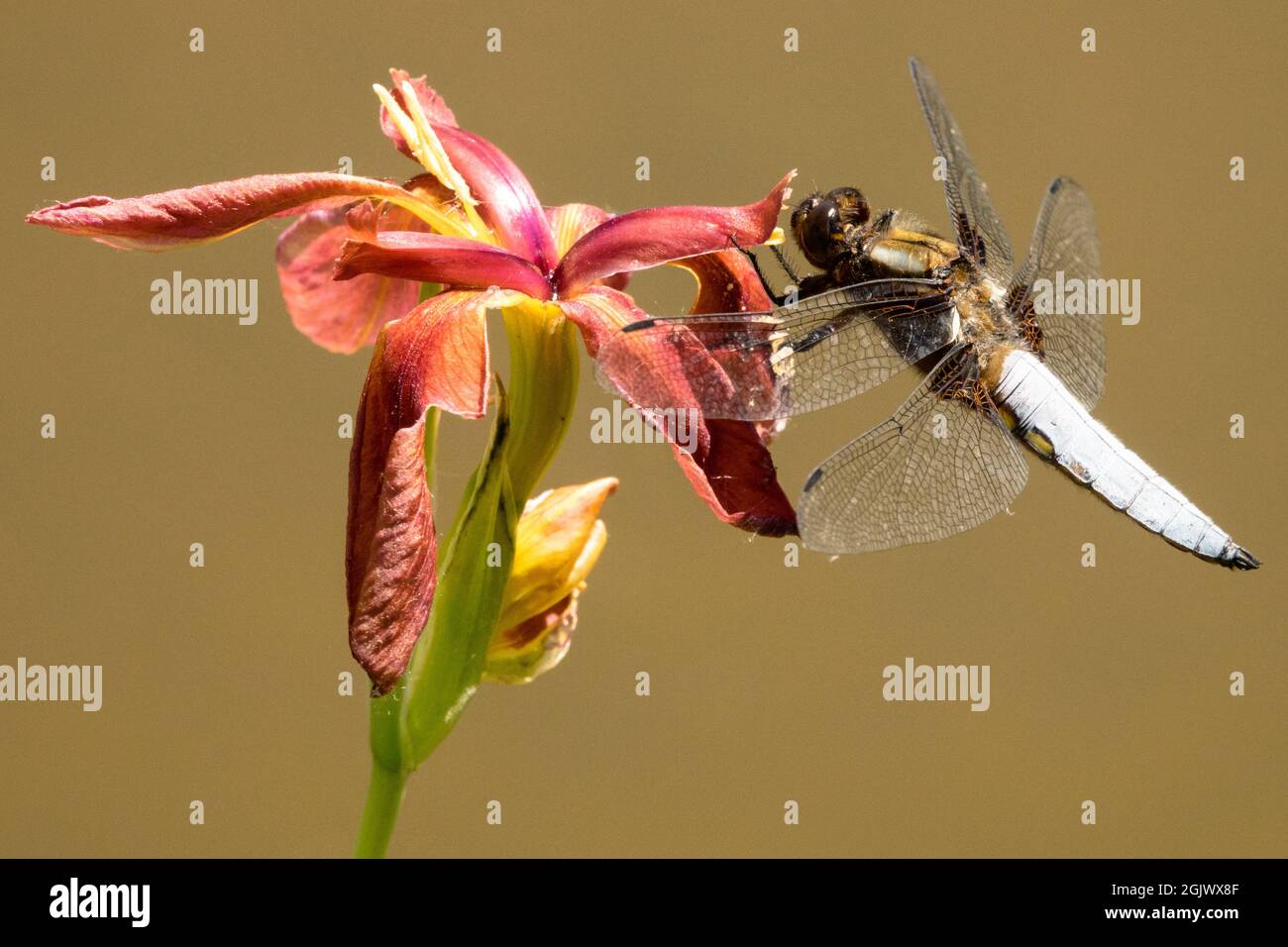 Iris fulva und Libelle auf Blume Iris 'Little Cajun' Libellula depressa männliche Insektenblume großes Insekt Stockfoto