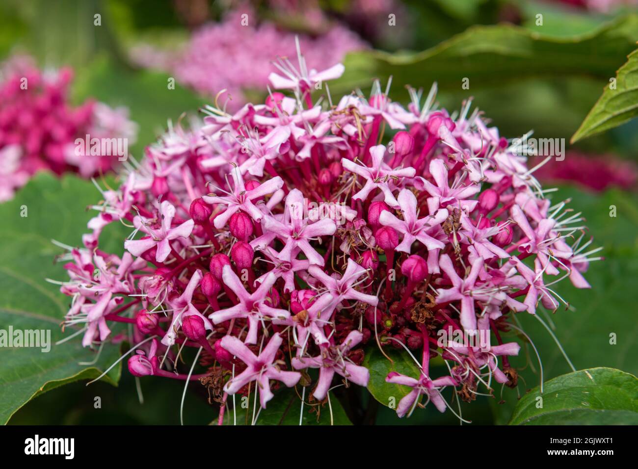 Nahaufnahme der blühenden mexikanischen Hortensien (clerodendrum Bungei) Stockfoto