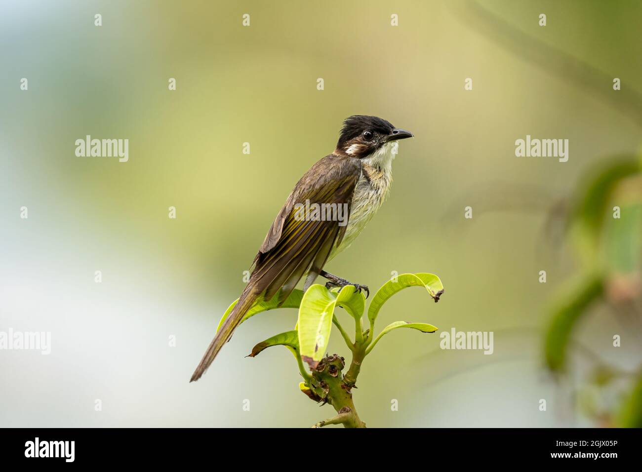 Nahaufnahme eines lichtbelüfteten (chinesischen) Bulbels (Pycnonotus sinensis), der an sonnigen Tagen im Frühling in einem Baum sitzt Stockfoto