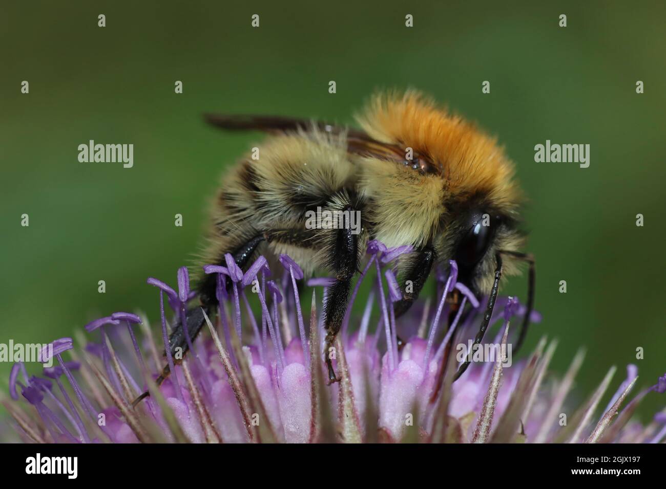 Carder Bee Bombus pascuorum füttert an Teasel Dipsacus fullonum Stockfoto