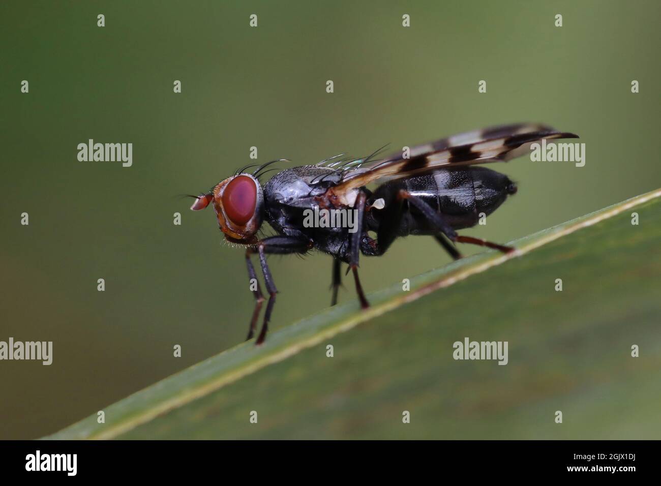 Bild-geflügelte Fliege Ceroxys urticae allgemein bekannt als Band-geflügelte Wingwaver Stockfoto