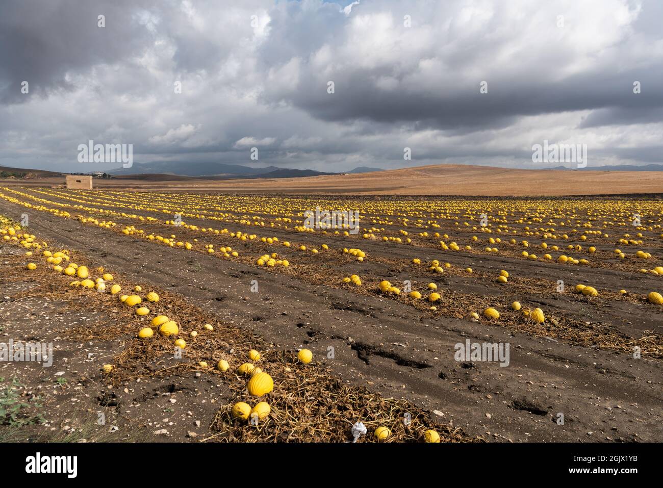 Feld der kanarischen Melonen, Sizilien, Italien Stockfoto