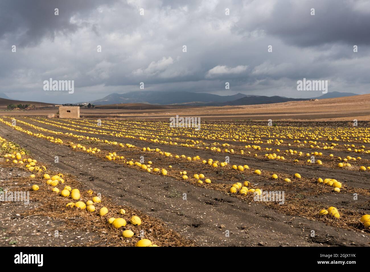 Feld der kanarischen Melonen, Sizilien, Italien Stockfoto