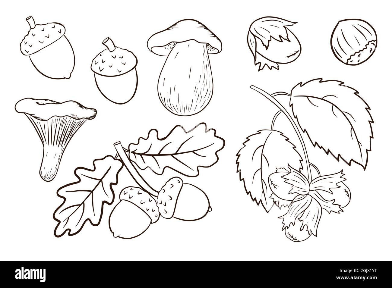 Handgezeichnetes Ernteelemente-Set. Eichenblätter, Eicheln, Haselnüsse, Pilze. Forest dekorative Kollektion für Druck, Aufkleber, Einladung und Grußkarten Design und Dekoration. Premium Vector Stock Vektor