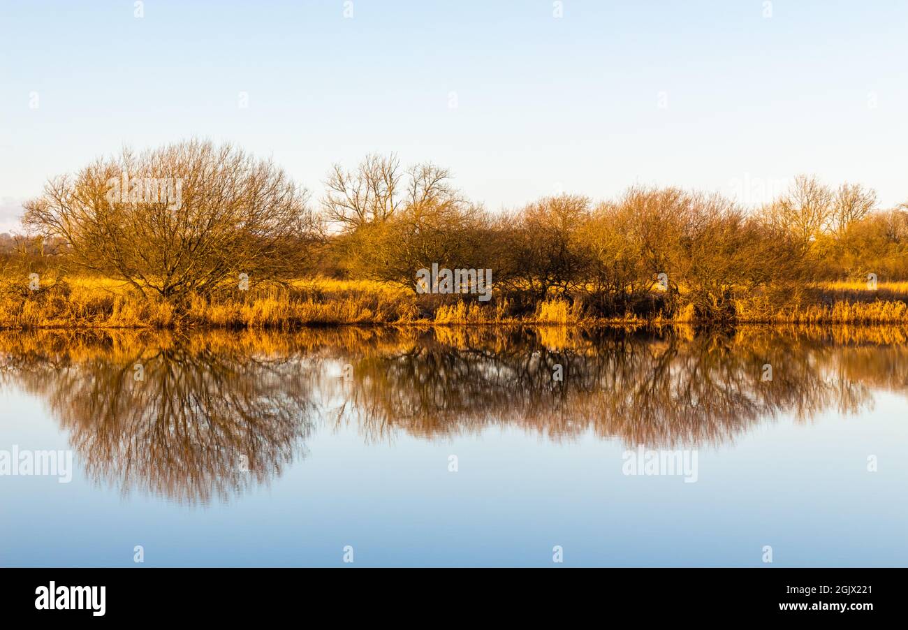 Landschaft aus goldenen Bäumen und Sträuchern im Winter, die sich auf einem Fluss spiegeln und eine Spiegelung schaffen Stockfoto