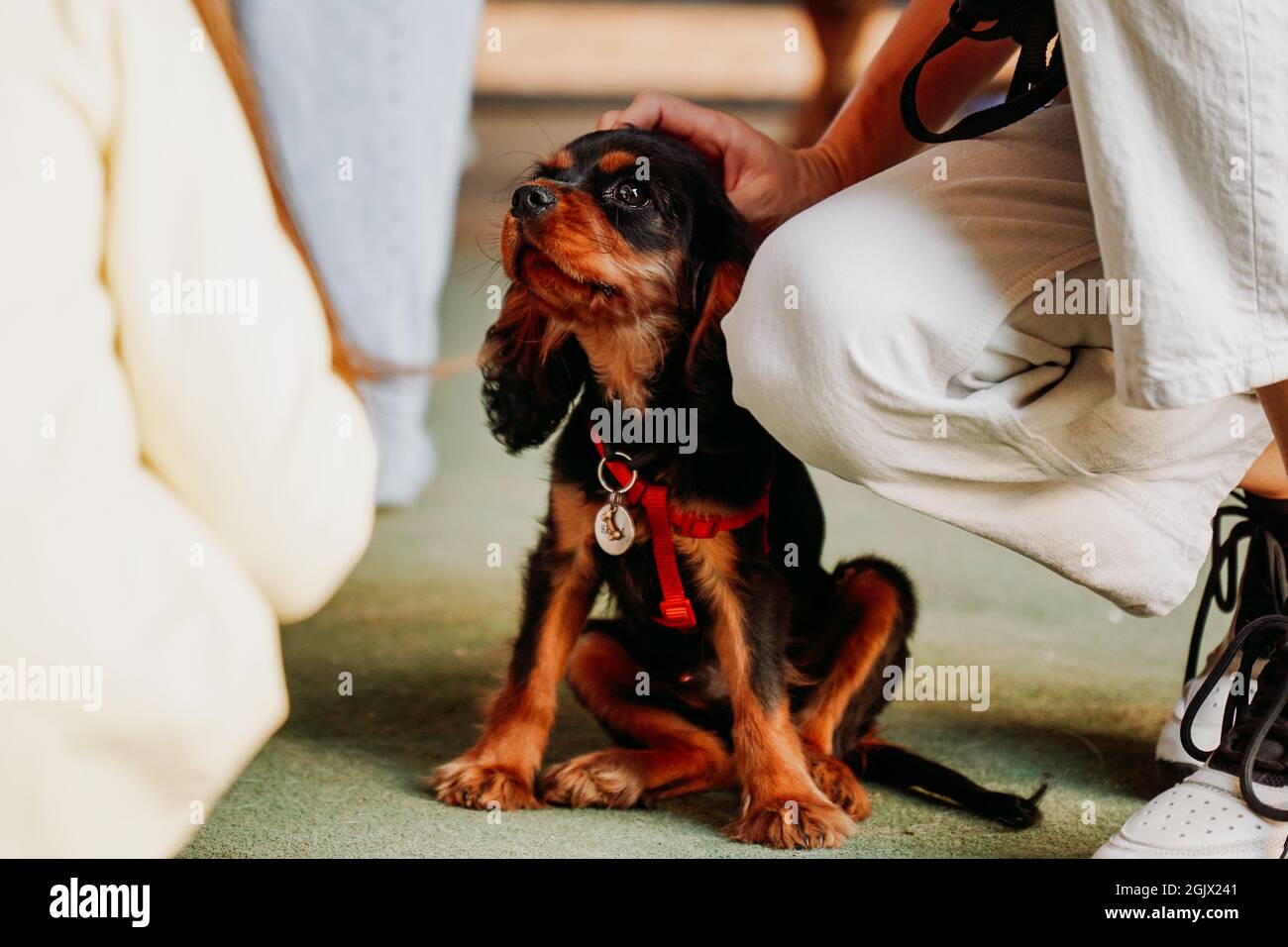 Brown Cavalier King Charles Spaniel - Welpe. Hand streichelte einen kleinen Hund. Ein freundliches Haustier unter den Menschen Stockfoto