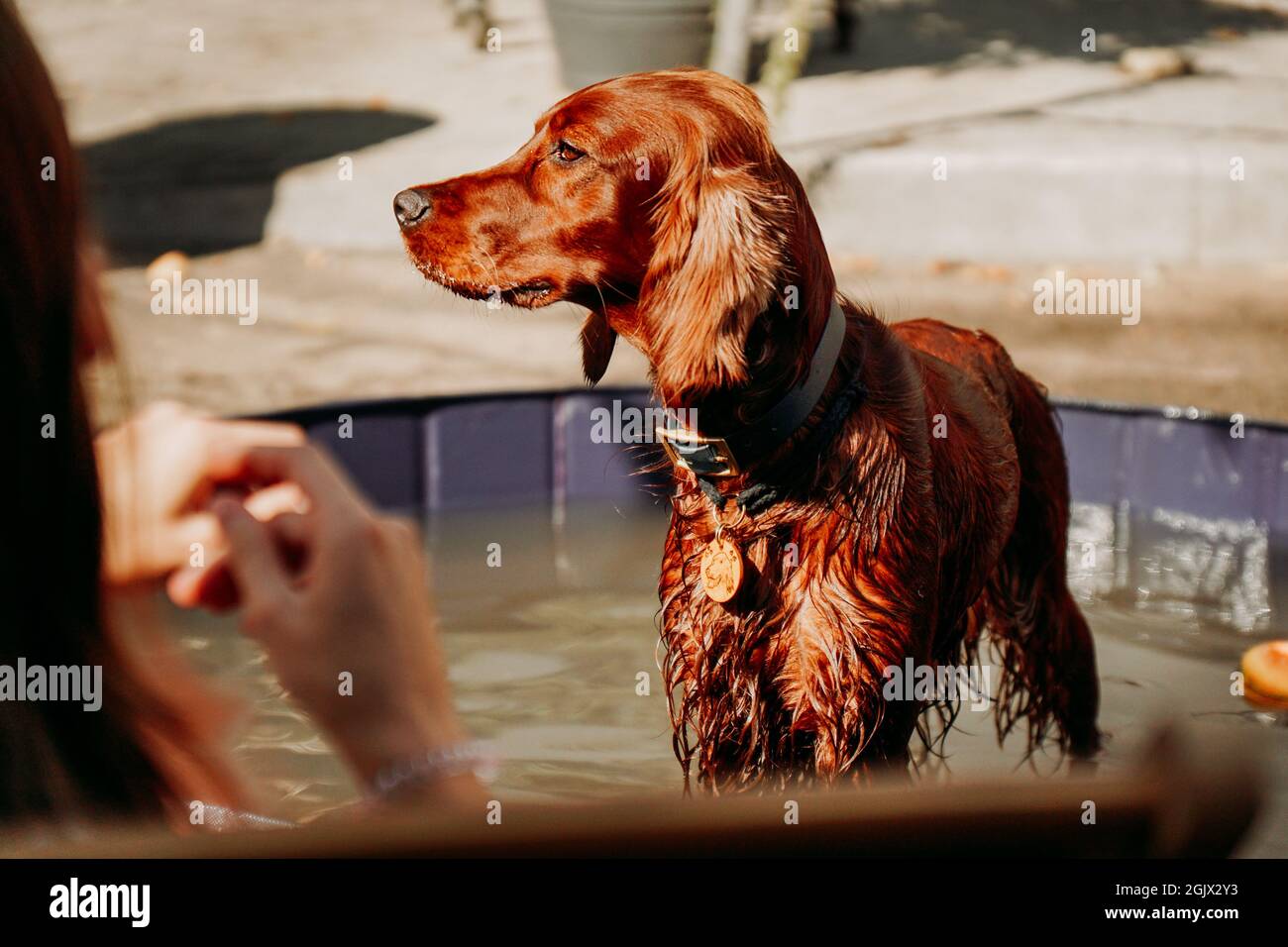 An einem heißen, sonnigen Tag im Hundebecken ein feuchter irischer Rotbauch. Platz für Haustiere, Tierpflege Stockfoto