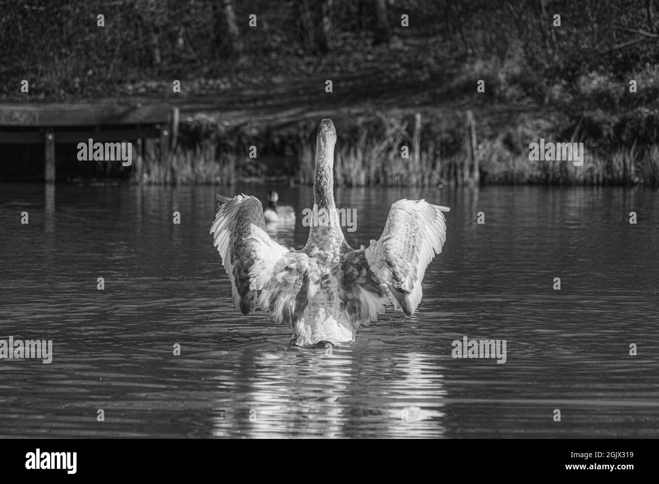 Junge Schwanenschwänze Cygnet mit grauen und weißen Federn, die im Teich waschen, Schwarzweiß-Monochrom-Bild Stockfoto