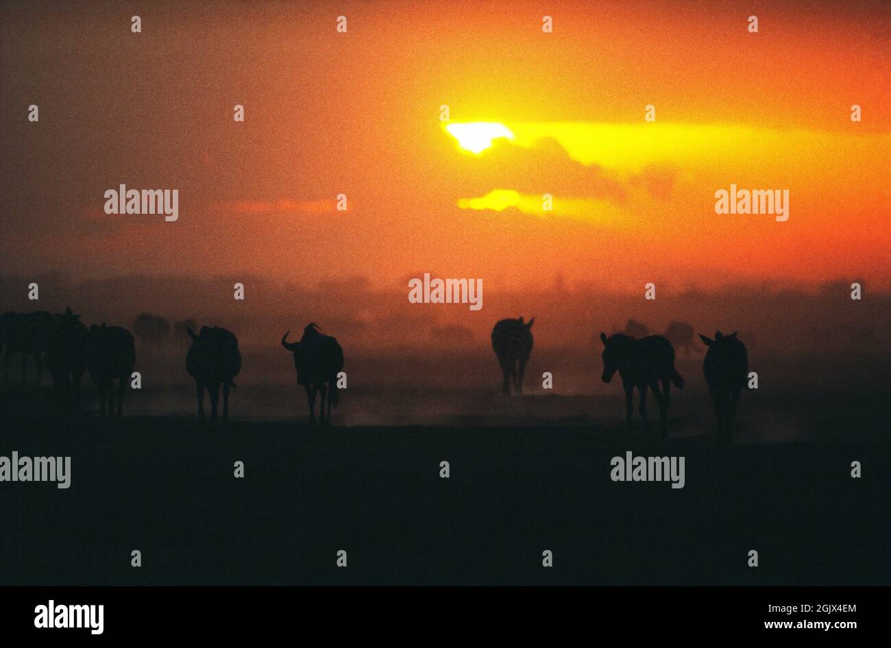 Afrika. Kenia. Amboseli-Nationalpark. Sonnenuntergang über den Ebenen Zebra und Wildebeest. Stockfoto