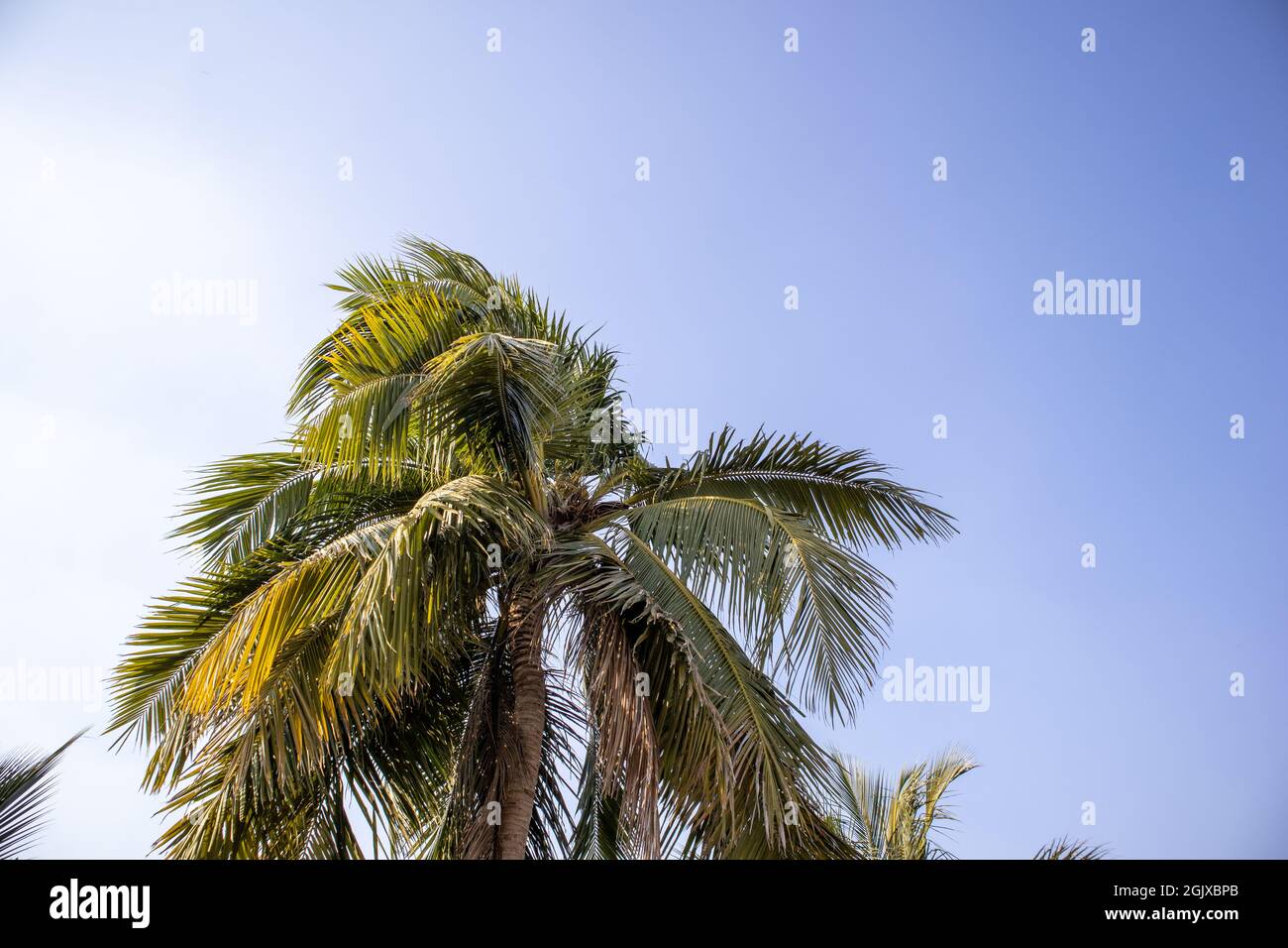 Der Kokosnussbaum berührt den wunderschönen blauen Himmel und der Kokosnussbaum steht wie ein Regenschirm Stockfoto