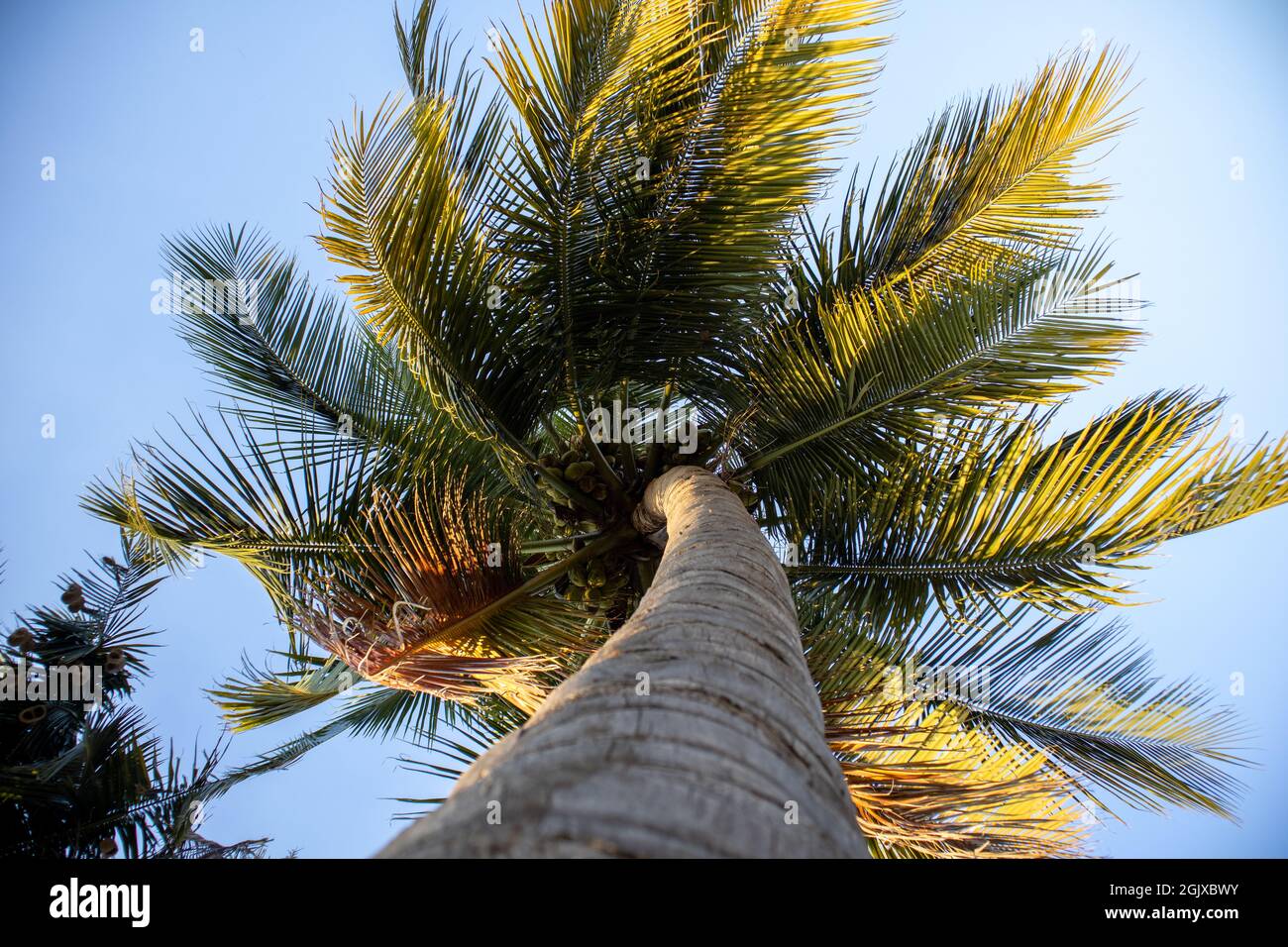 Der Kokosnussbaum berührt den wunderschönen blauen Himmel und der Kokosnussbaum steht wie ein Regenschirm Stockfoto