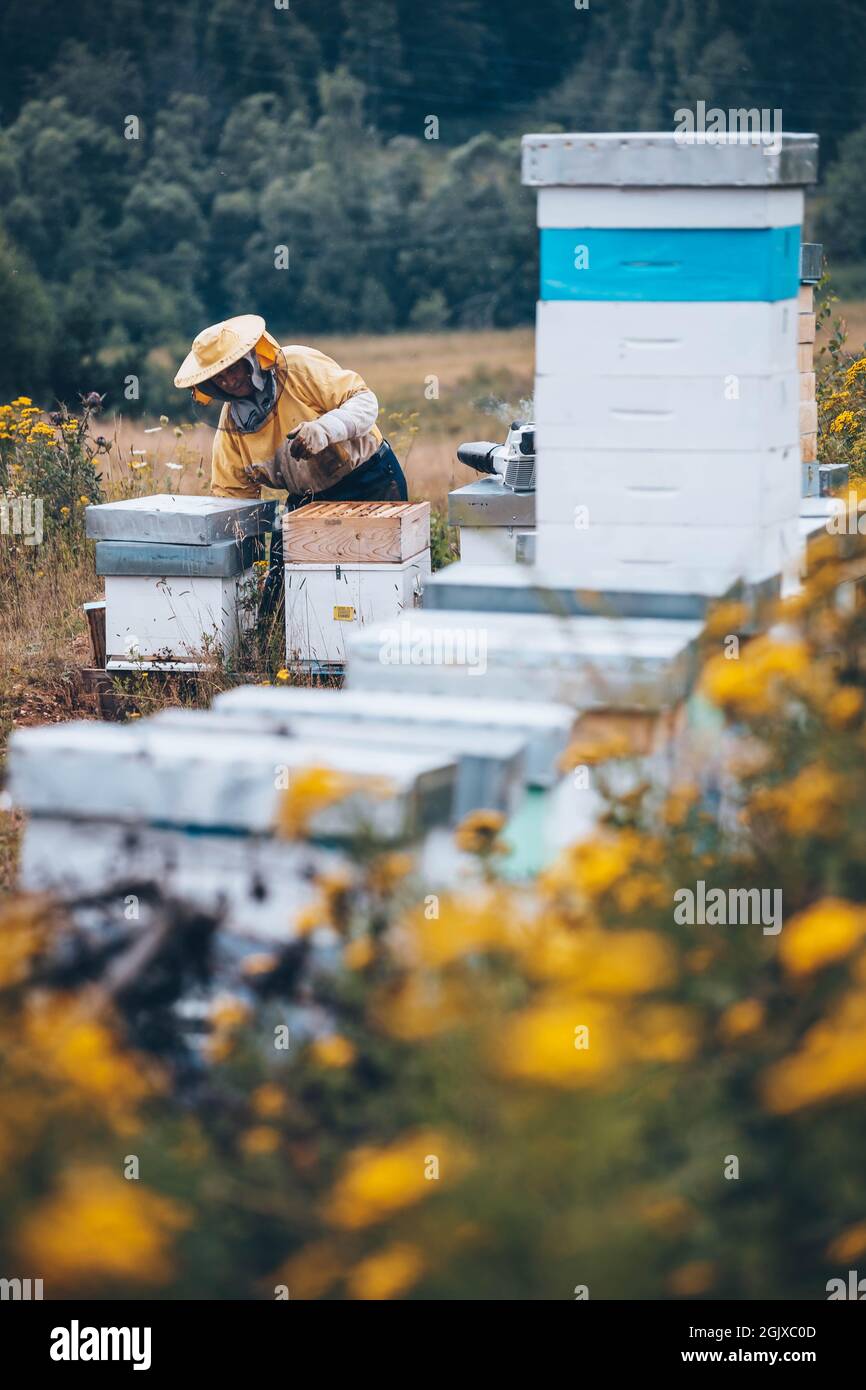 Imker in Schutzkleidung arbeiten in seinem Bienenhaus. Bienenzuchtkonzept Stockfoto
