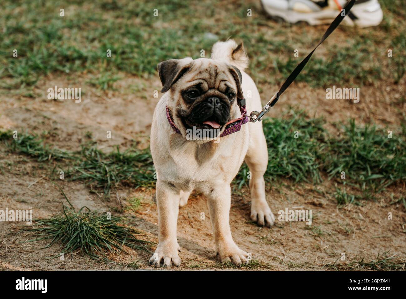 Süßer junger grauer Mops an der Leine auf dem grünen Gras. Gehen Sie mit Ihrem Haustier an einem sonnigen Tag Stockfoto