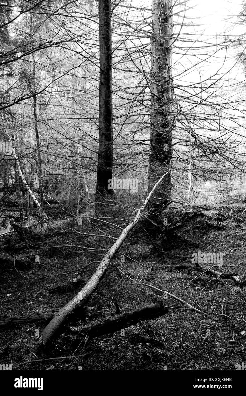 Kontrastreiche Schwarz-Weiß-Fotografie von Waldbäumen. Stockfoto