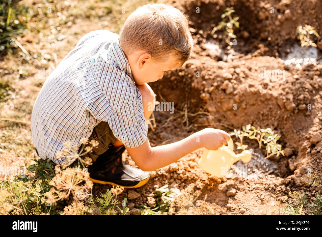 Schuljunge wässert Tomatenpflanzen im Garten. Kind hilft und Spaß an warmen Sommertagen. Stockfoto
