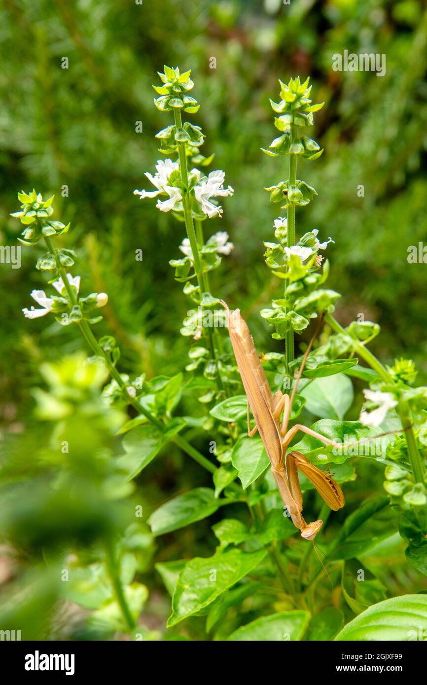 Braune europäische Mantis (Mantis religiosa) auf einer blühenden Basilikumpflanze Stockfoto